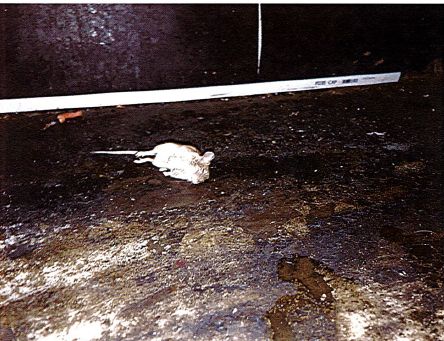 Dead rodent at JS Wing Factory